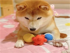 進口狗糧出售 寵物食品與用品零售指南