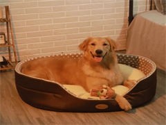 北京寵物食品及用品零售市場分析與前景展望