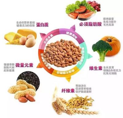 南崗學府寵物用品批發零售 一站式滿足愛寵需求