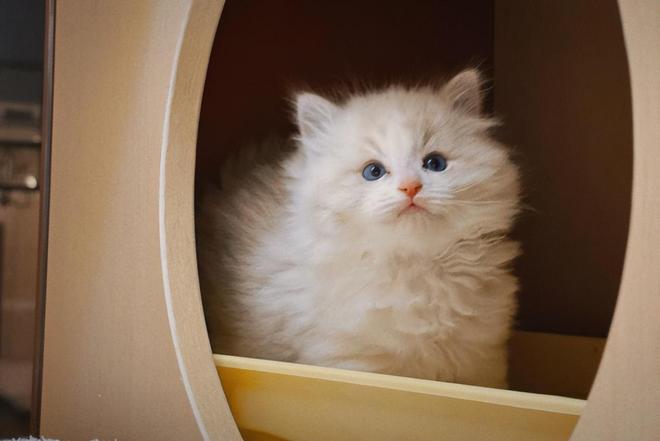 鏟屎官新地標 朝云集團(6601.HK)線下活動引爆寵物愛好者熱潮